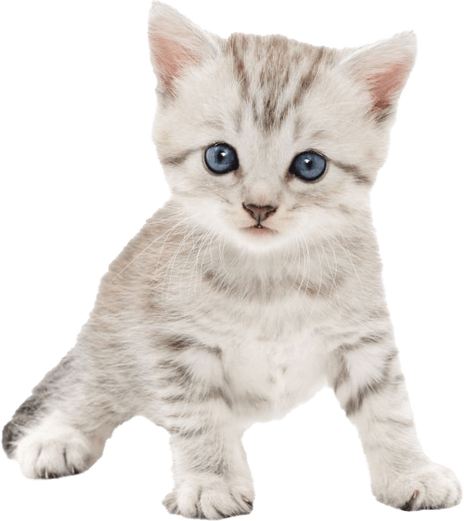 25709-cute-cat-eyes.png